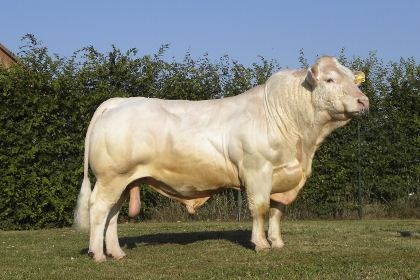 reproducteur charolais inscrit