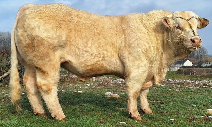 reproducteur charolais inscrit
