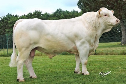 reproducteur charolais inscrit