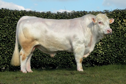 reproducteur charolais inscrit