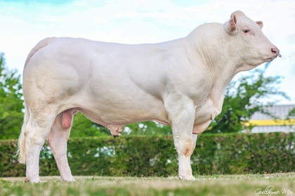 reproducteur charolais inscrit