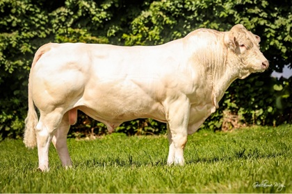 reproducteur charolais inscrit