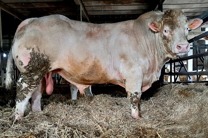 reproducteur charolais inscrit