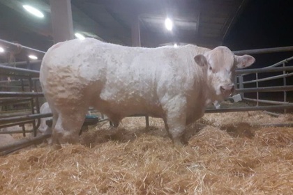 reproducteur charolais inscrit