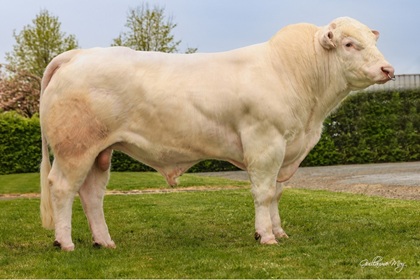 reproducteur charolais inscrit