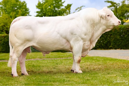 reproducteur charolais inscrit