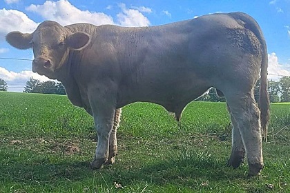 reproducteur charolais inscrit