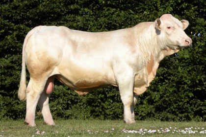 reproducteur charolais inscrit