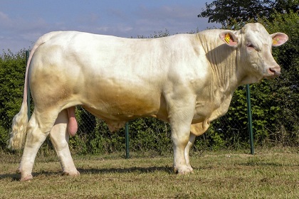 reproducteur charolais inscrit