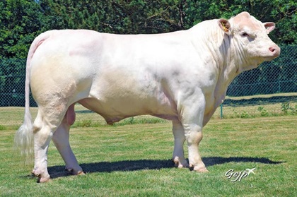 reproducteur charolais inscrit
