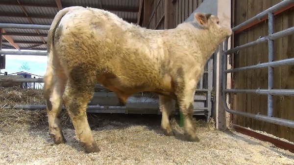 reproducteur charolais inscrit NIAGARA