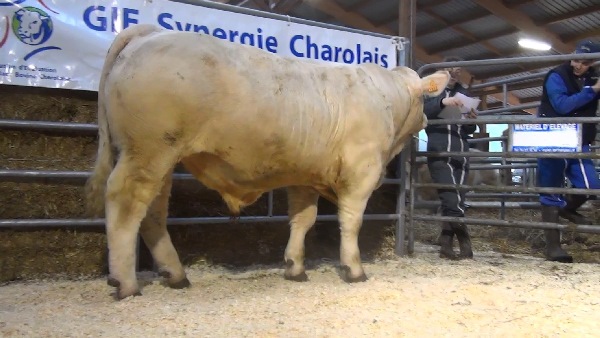 reproducteur charolais inscrit NOUNOURS