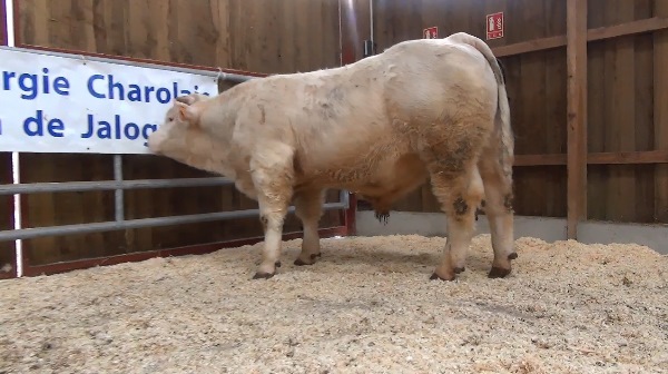 reproducteur charolais inscrit NOUNOURS