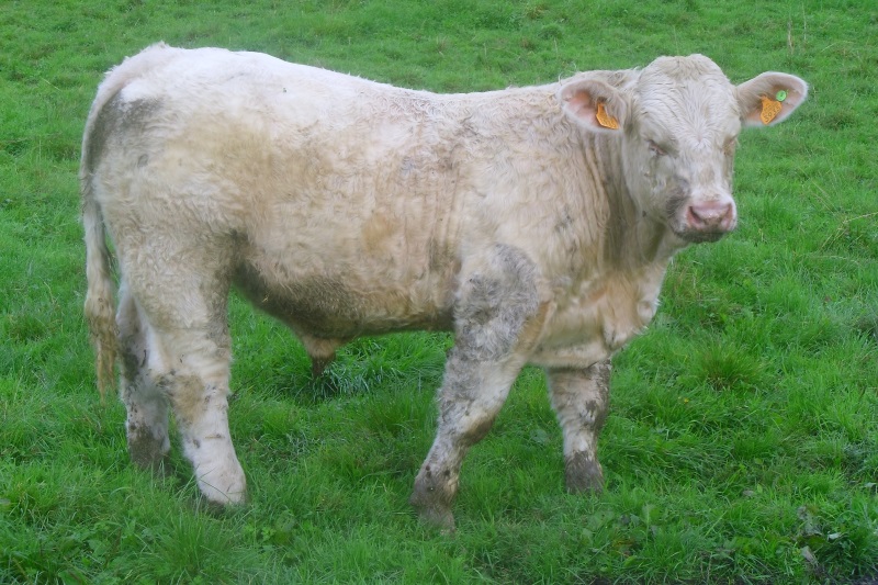 reproducteur charolais inscrit IDOL
