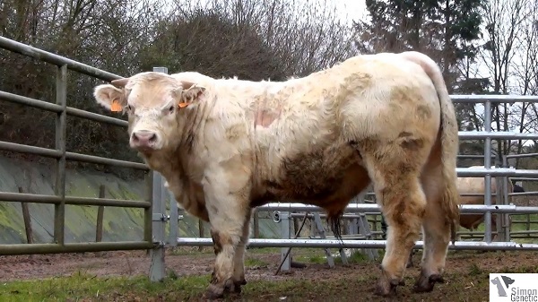 reproducteur charolais inscrit IMPERIAL