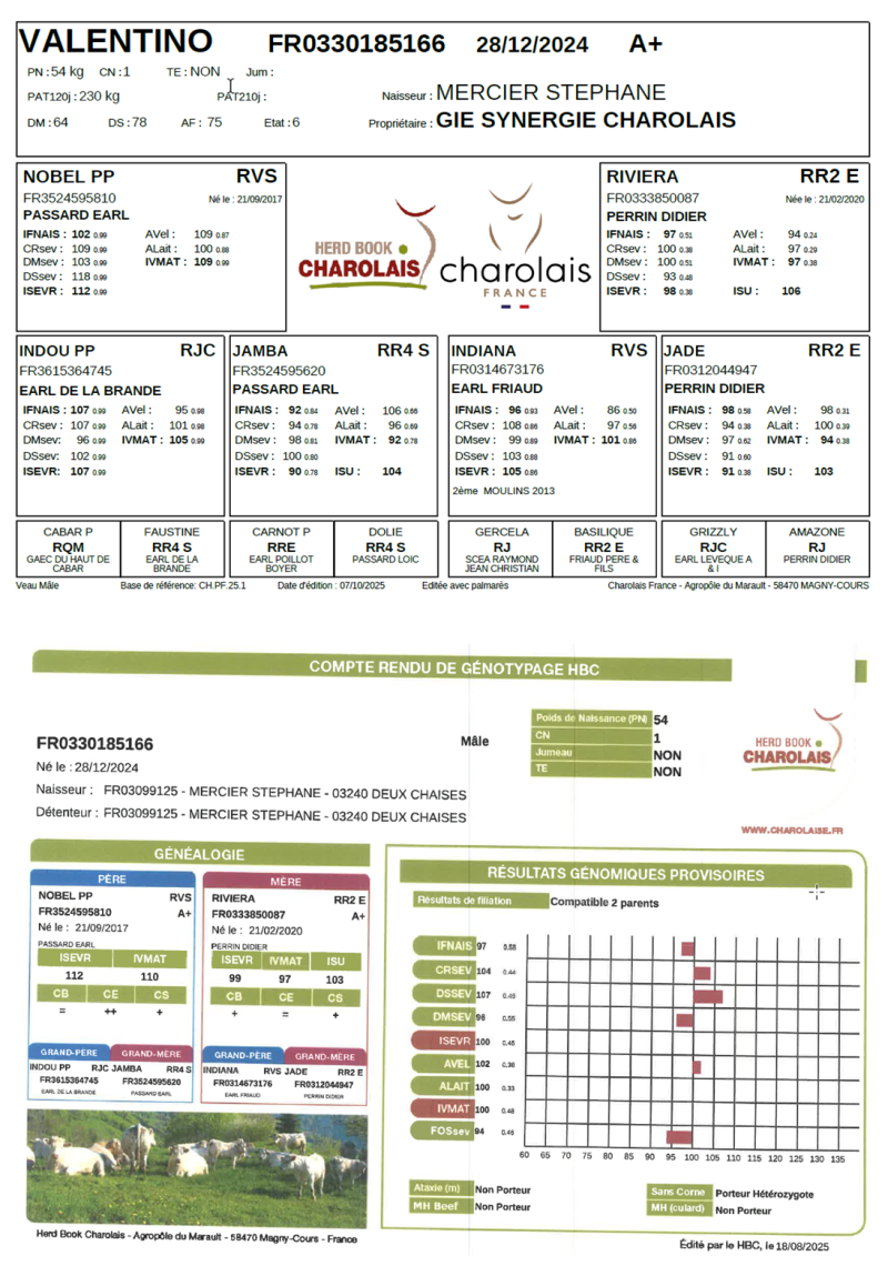 genealogie taureau charolais VALENTINO
