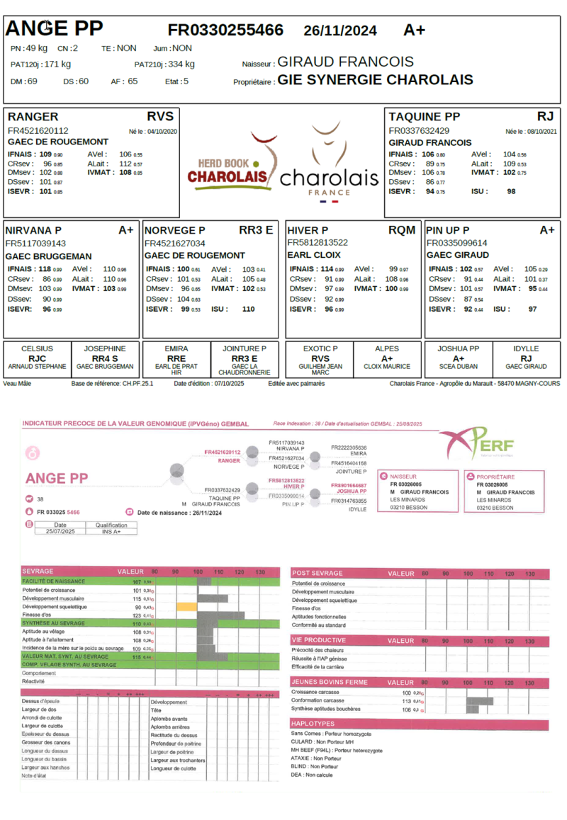 genealogie taureau charolais ANGE PP