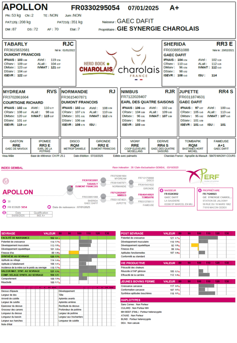 genealogie taureau charolais APOLLON
