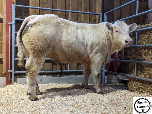 reproducteur charolais inscrit UNICEF
