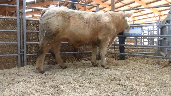 reproducteur charolais inscrit ORSAY