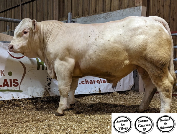reproducteur charolais inscrit UNROI P