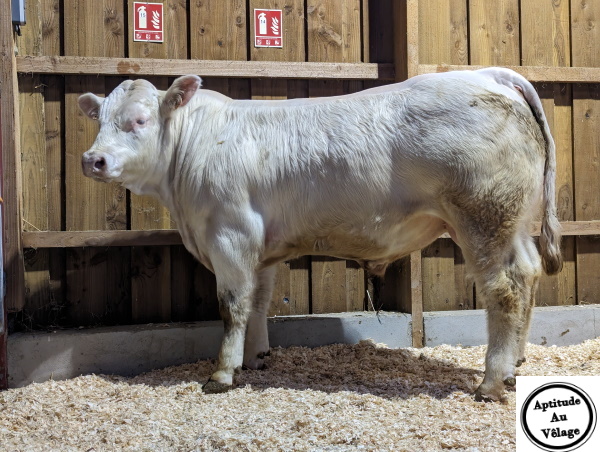 reproducteur charolais inscrit UN