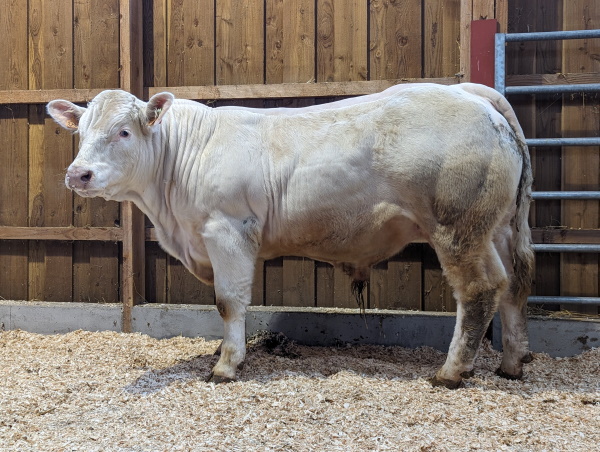 reproducteur charolais inscrit ULTRA