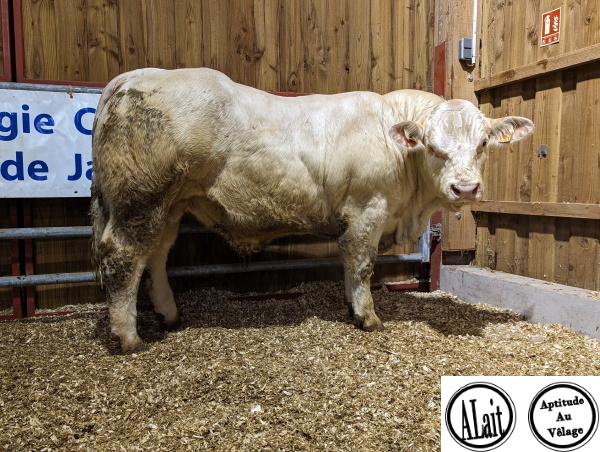 reproducteur charolais inscrit TALENT