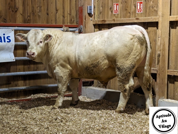 reproducteur charolais inscrit TARASCON