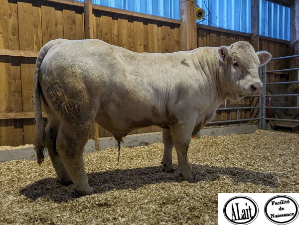 reproducteur charolais inscrit UDADA