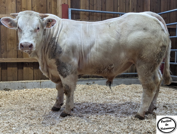 reproducteur charolais inscrit UMPOKO