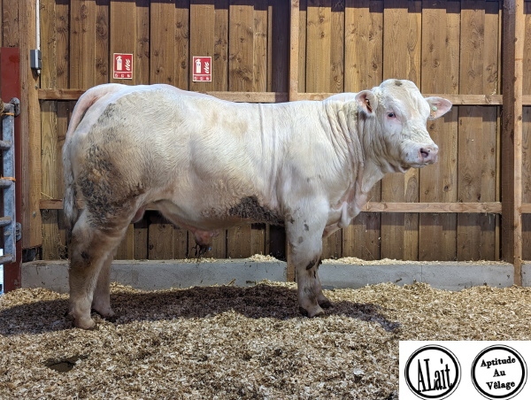 reproducteur charolais inscrit UNIQUE
