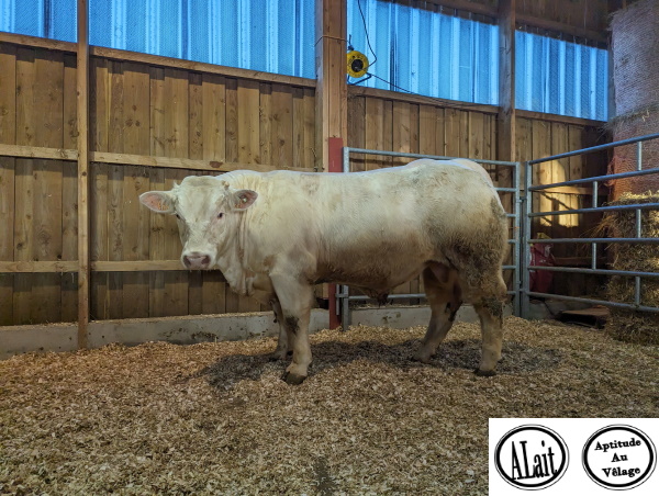 reproducteur charolais inscrit ULTRA