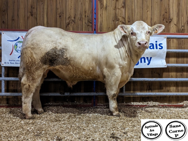 reproducteur charolais inscrit UBER