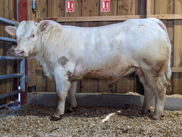 reproducteur charolais inscrit ULBERTO