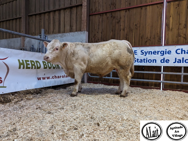 reproducteur charolais inscrit UNISSON
