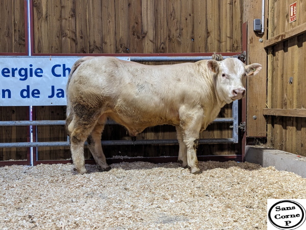 reproducteur charolais inscrit UNDECLIC