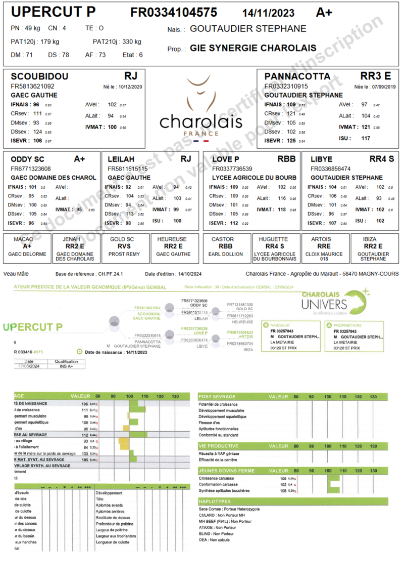 genealogie taureau charolais UPERCUT P