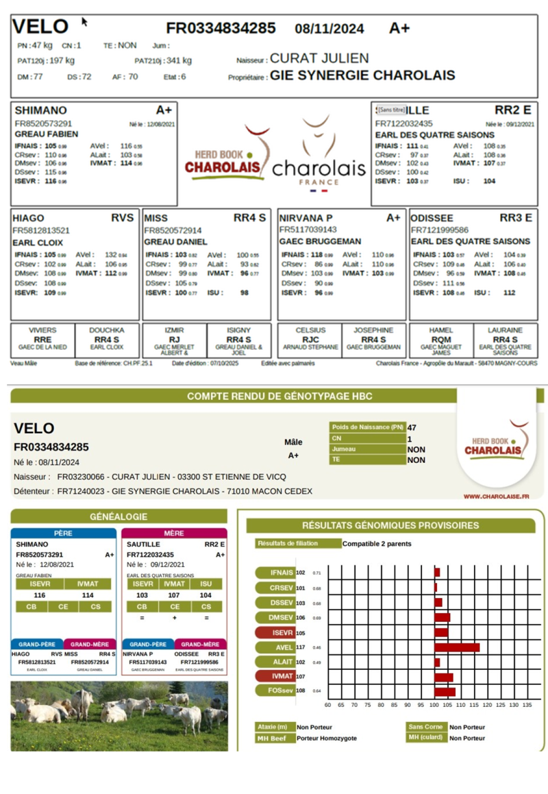 genealogie taureau charolais VELO