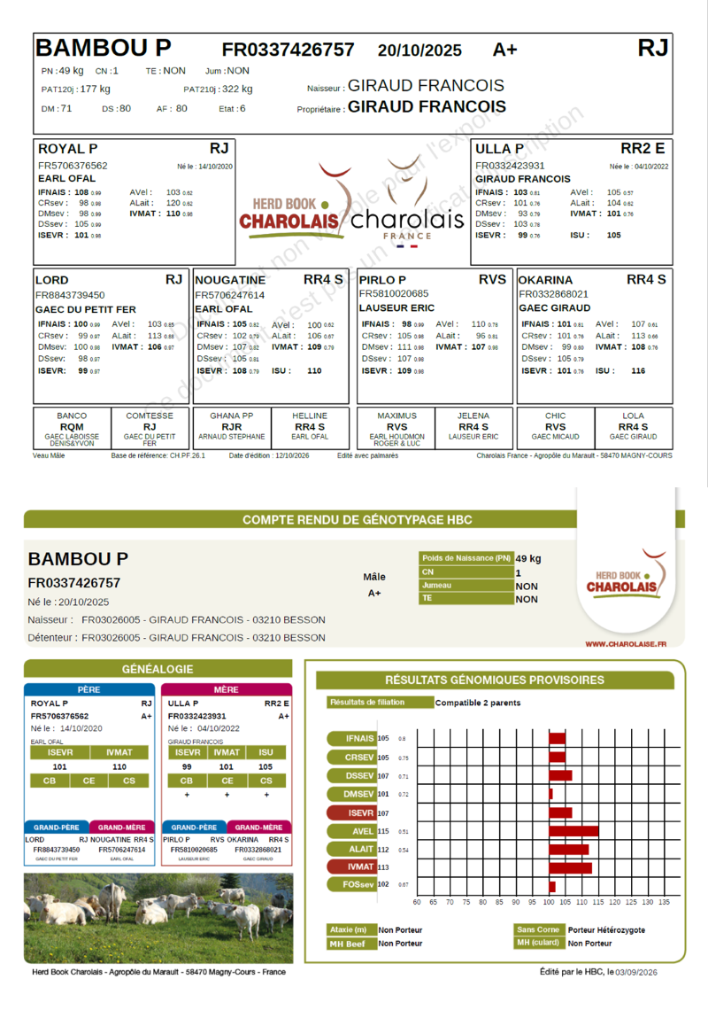 genealogie taureau charolais BAMBOU P  
