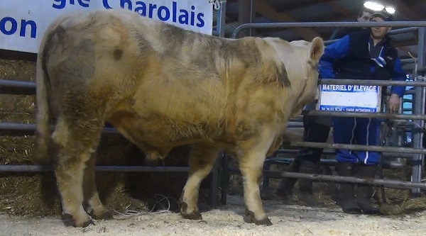 reproducteur charolais inscrit NOUGAT