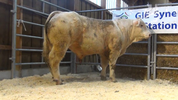 reproducteur charolais inscrit NUTELLA