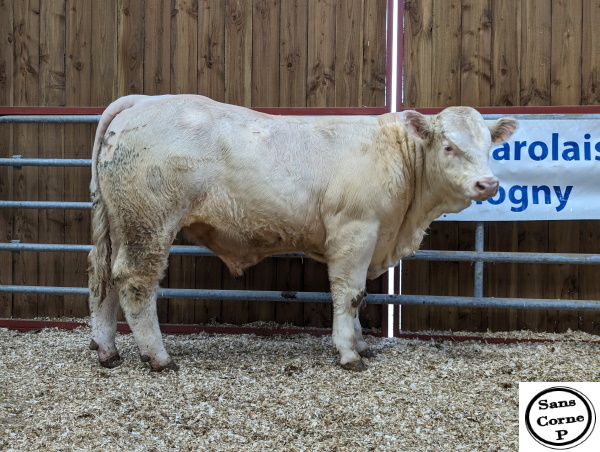 reproducteur charolais inscrit UNIVERS
