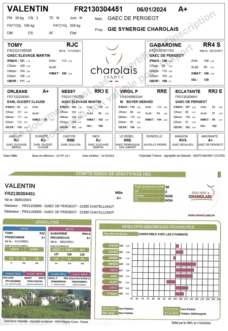 genealogie taureau charolais VALENTIN