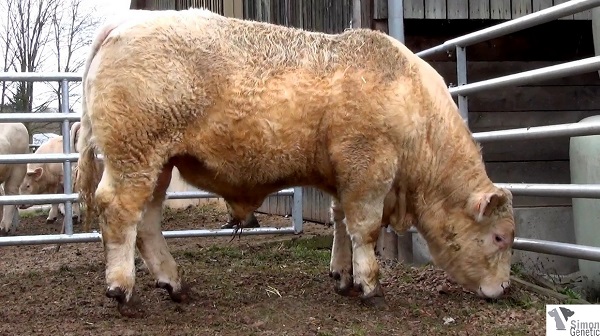 reproducteur charolais inscrit ICARE