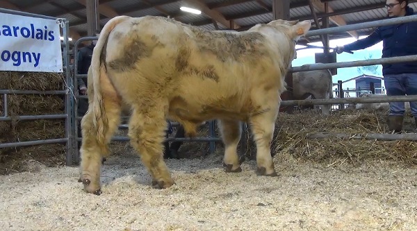 reproducteur charolais inscrit NAPOLEON