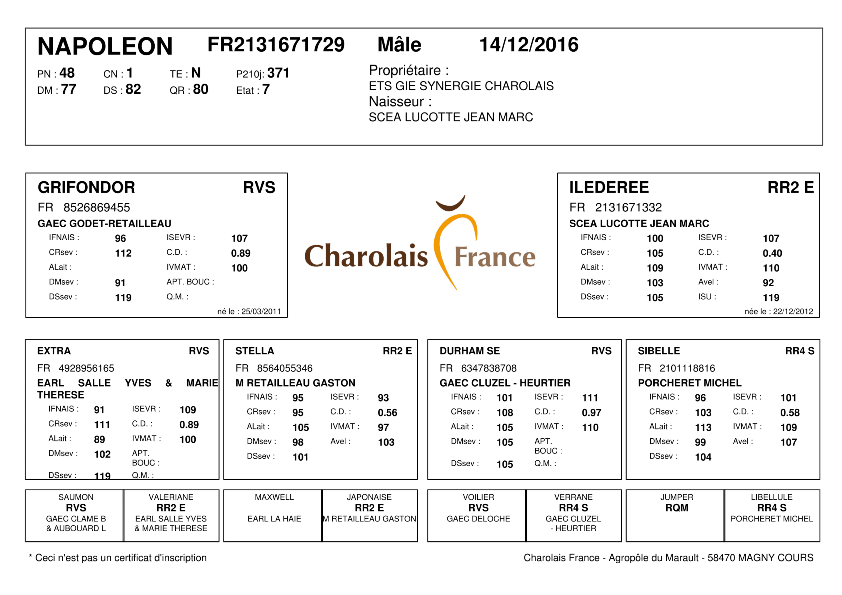 genealogie taureau charolais NAPOLEON