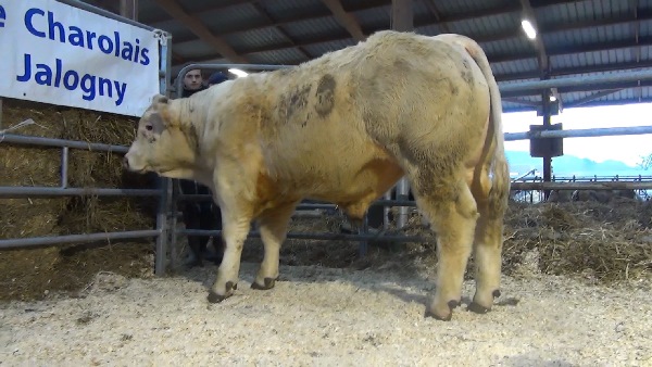 reproducteur charolais inscrit NEGUS