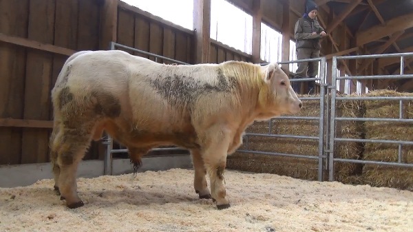 reproducteur charolais inscrit OBJECTIF