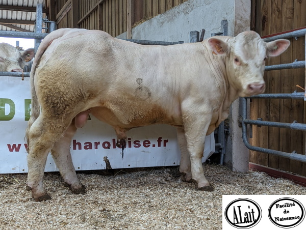 reproducteur charolais inscrit URANOS